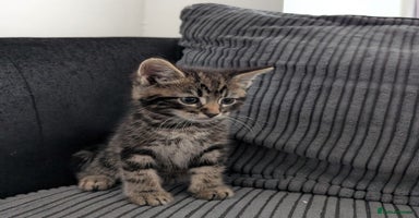 Mixed Breed cats - Advert 5