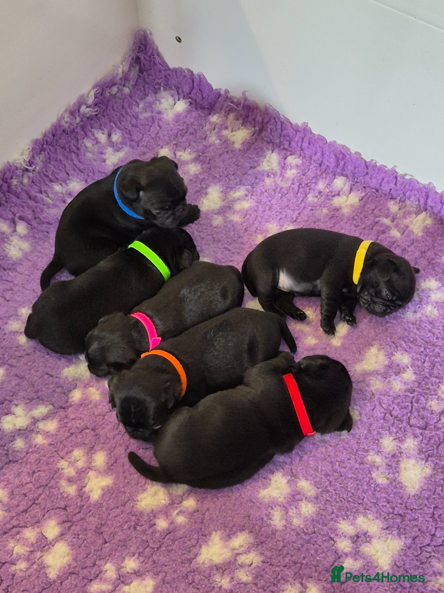 Pug dogs 6 Stunning Pug puppies, 5* Council License breeder - Advert 2