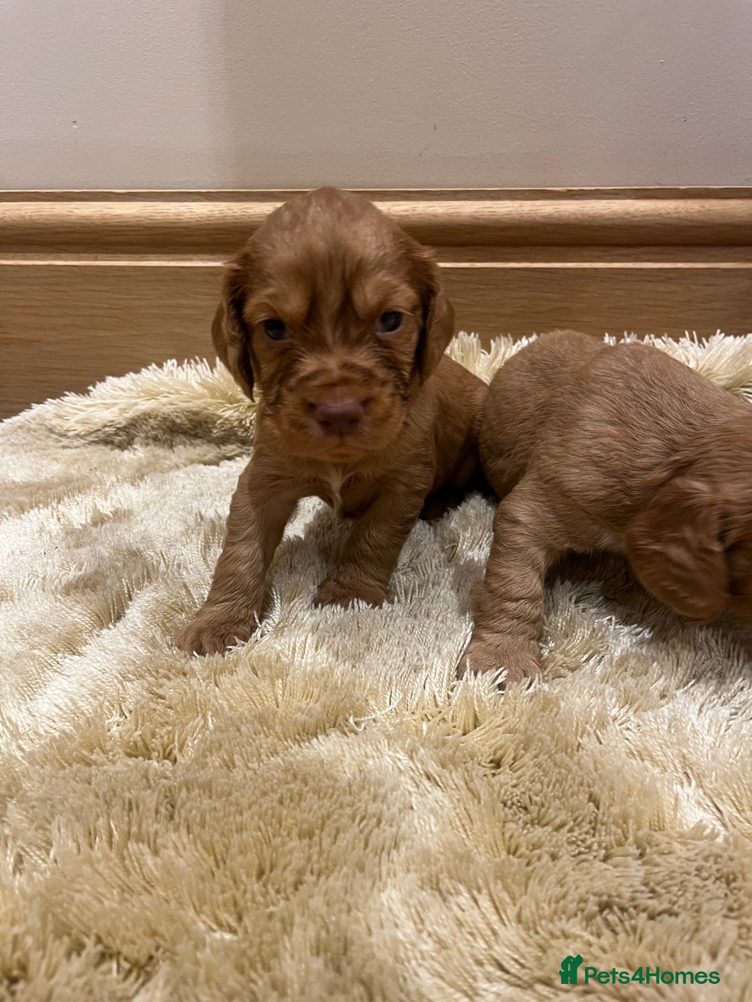 Cocker Spaniel dogs for sale: Pure bred, Cocker spaniels - Image 8
