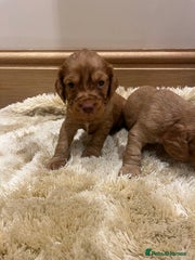 Cocker Spaniel Puppy 1