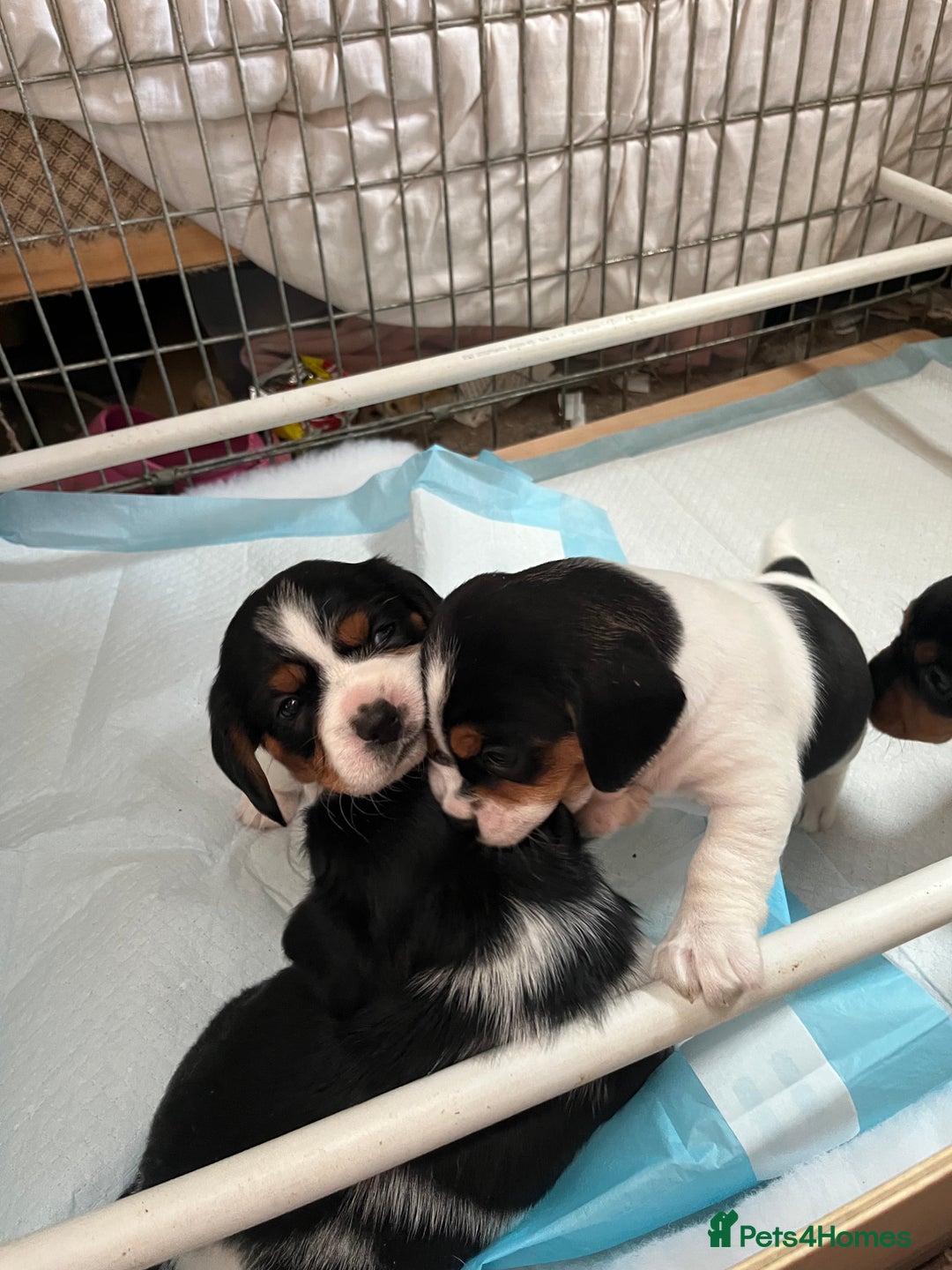 Mixed Breed dogs for sale: 1 boy 1 girl Daschund puppies - Image 6