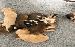 Labradoodle dogs for sale: Unique Stunning miniature doodles - Advert 6