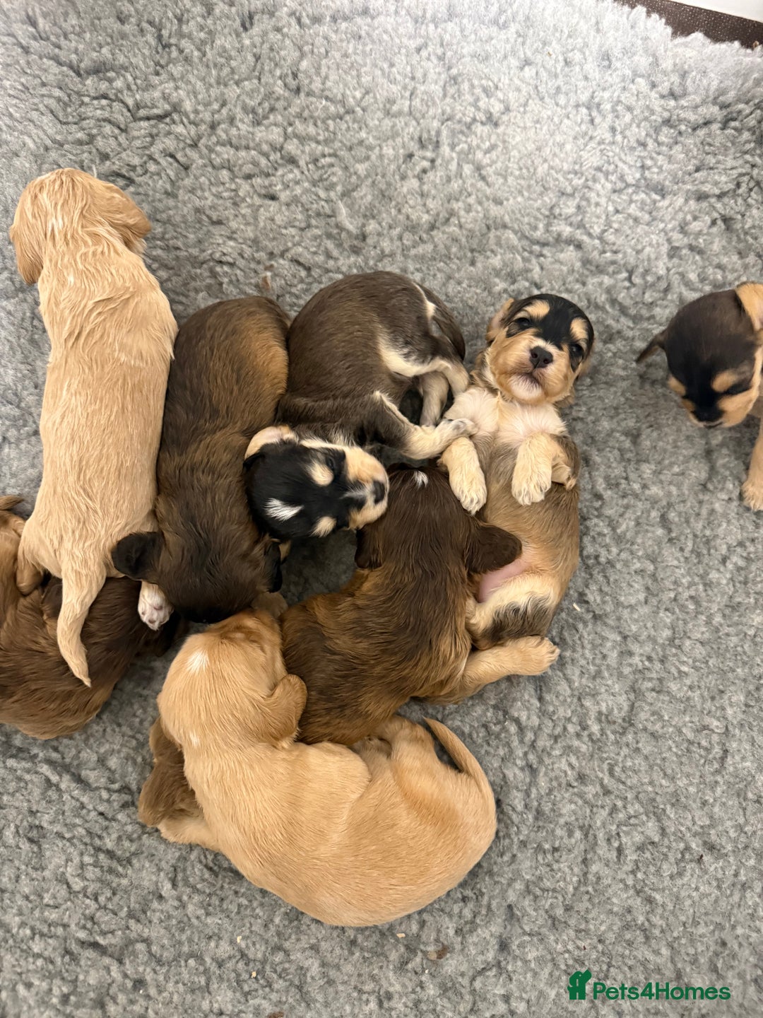 Labradoodle dogs for sale: Unique Stunning miniature doodles - Advert 6