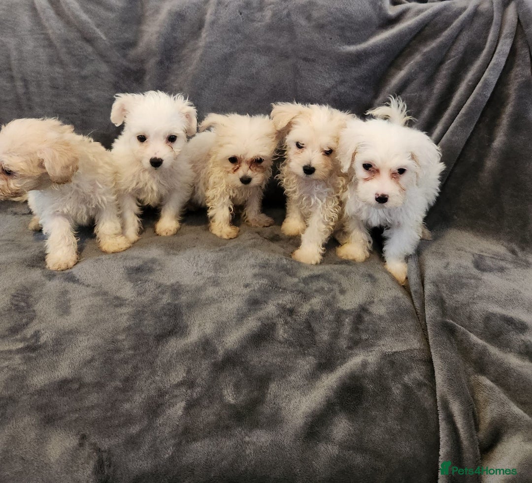 Bichon Frise dogs for sale: Bichon Frise Puppies For Sale - Image 5