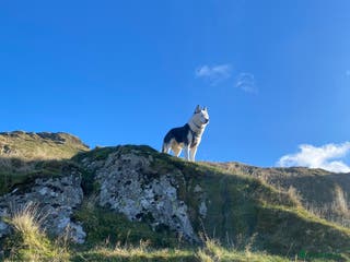 Siberian Husky dogs Stunning Blue eye Sibrian Husky for Stud (Proven) in Liverpool - Advert 8