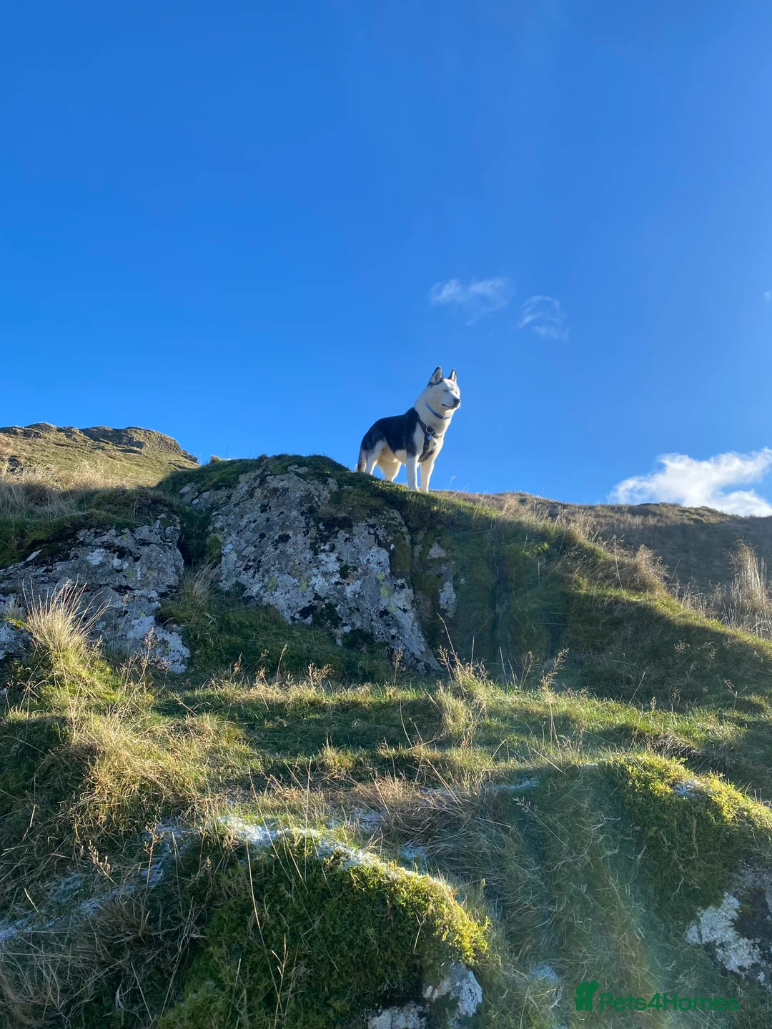 Siberian Husky dogs for stud: Stunning Blue eye Sibrian Husky for Stud (Proven) in Liverpool - Advert 1