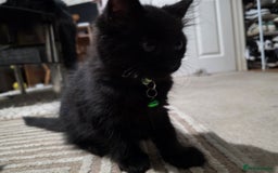 Mixed Breed cats for sale: Adorable fluffy kittens looking for a new home. - Image 23