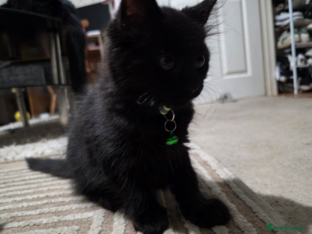 Mixed Breed cats for sale: Adorable fluffy kittens looking for a new home. - Image 23