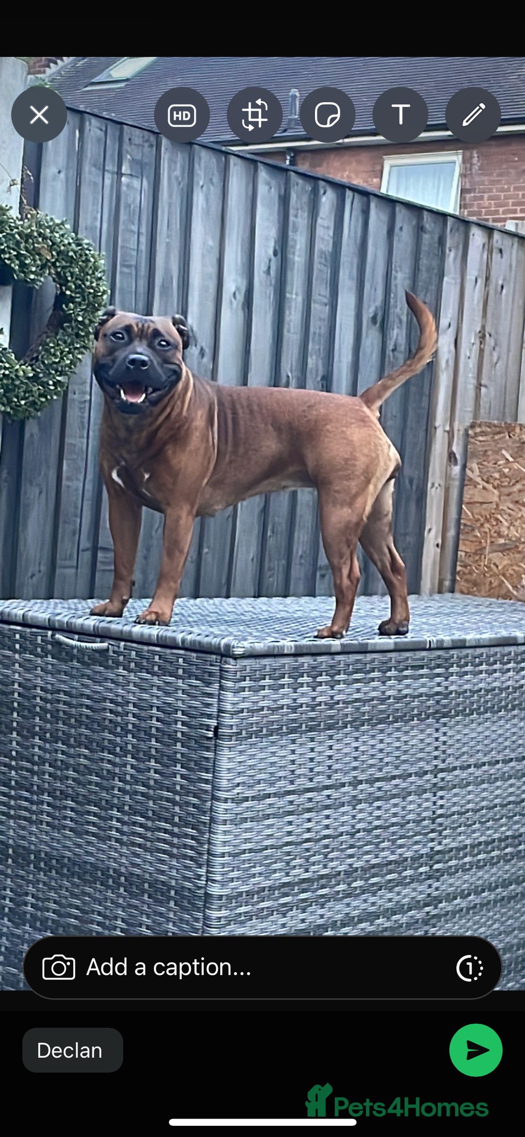 Staffordshire Bull Terrier dogs for sale: Beautiful chunky red staffys  - Advert 21