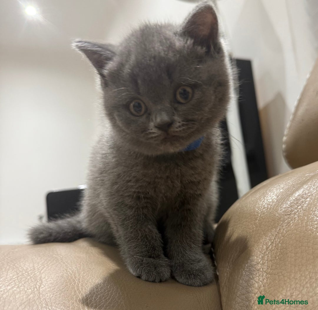 British Shorthair cats for sale: 3 British Shorthair kittens ready for loving home  - Advert 8