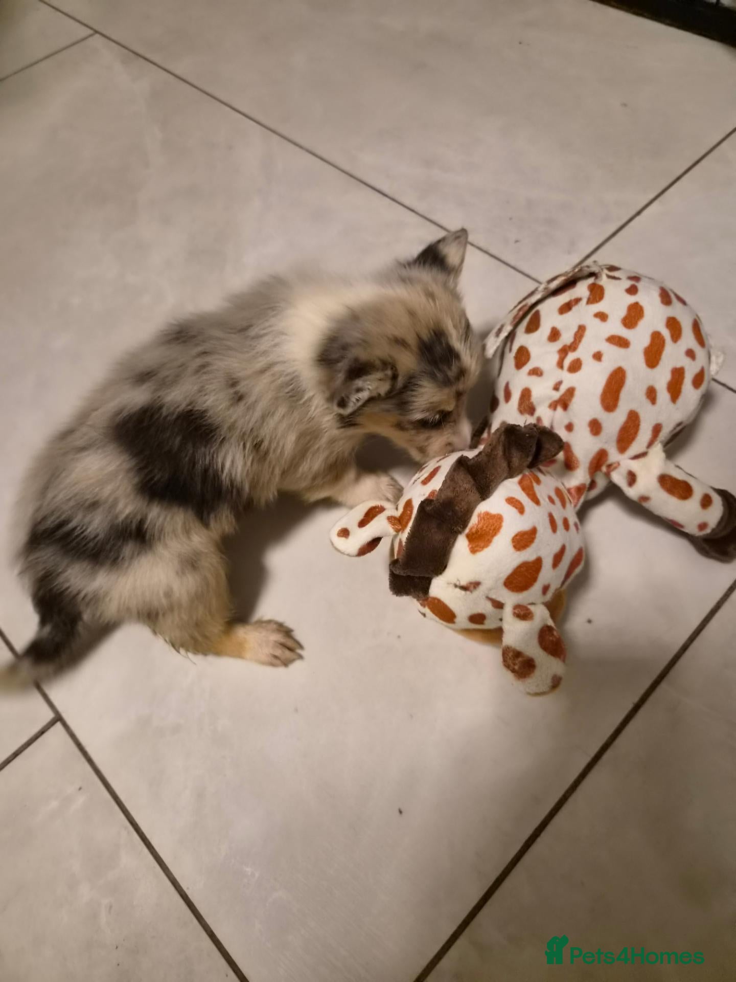 Mixed Breed dogs for sale: Rare- Pembroke sheltie Puppies-Ready To Go - Advert 4
