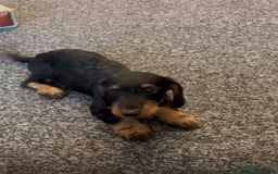 Mixed Breed dogs for sale: daxipoos puppies for sale - Image 13