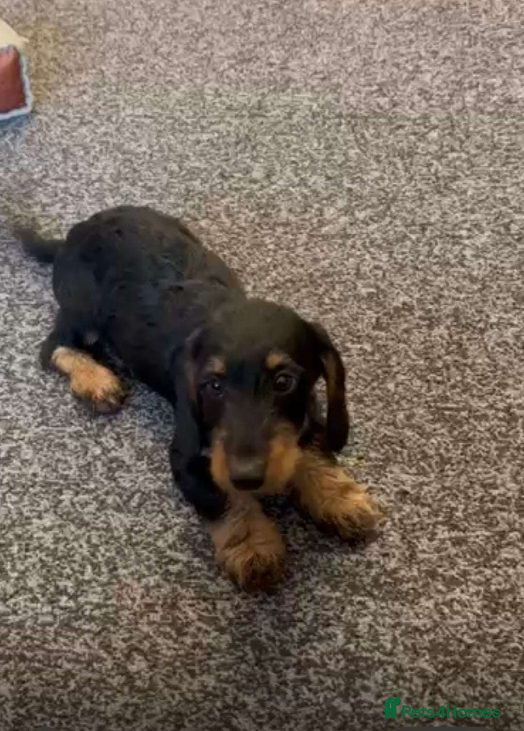 Mixed Breed dogs for sale: daxipoos puppies for sale - Image 13