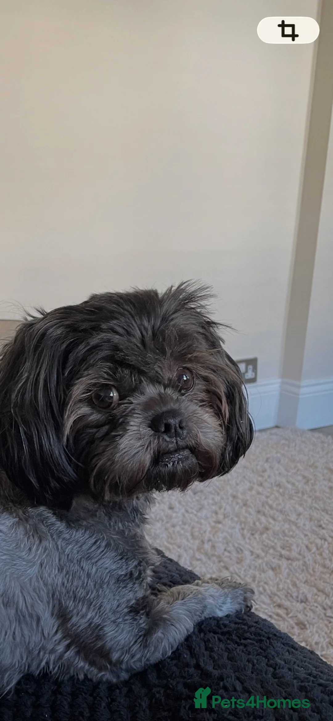 Shih Tzu dogs for sale: Shih Tzu boy - Advert 2
