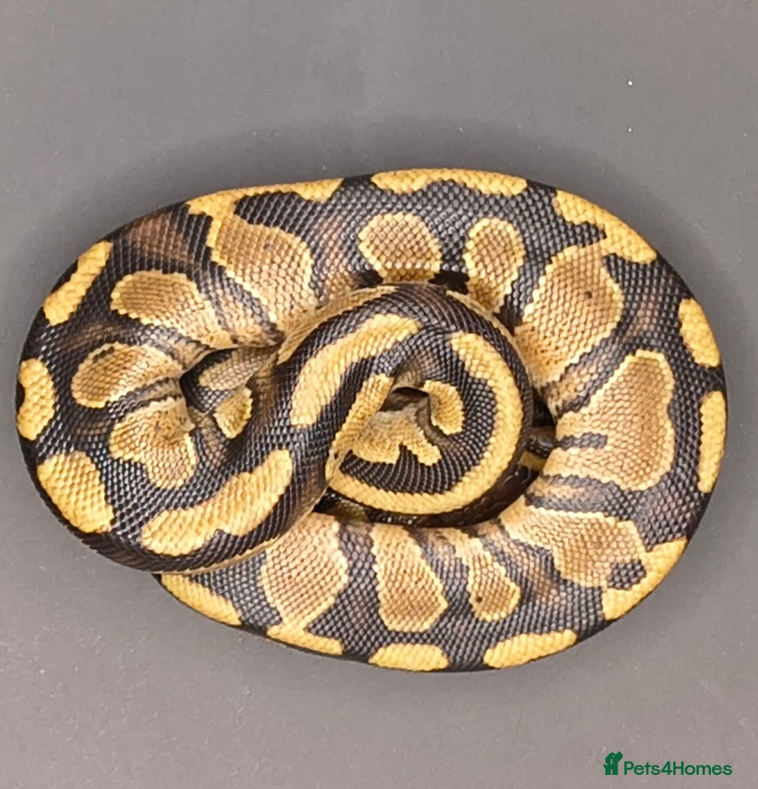 Python Snake reptiles for sale: Pastel Piebald 50% het Clown - Image 5