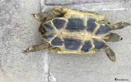 Hermann Tortoise reptiles for sale: Adult Female Hermann Tortoises x 4  - Image 7