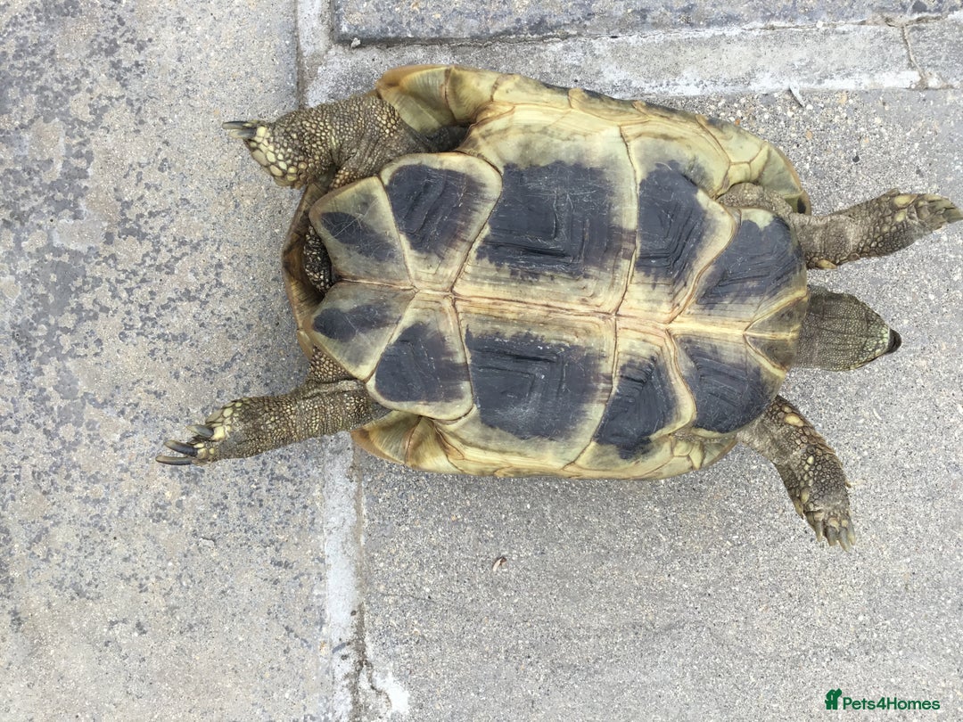Hermann Tortoise reptiles for sale: Adult Female Hermann Tortoises x 4  - Image 7