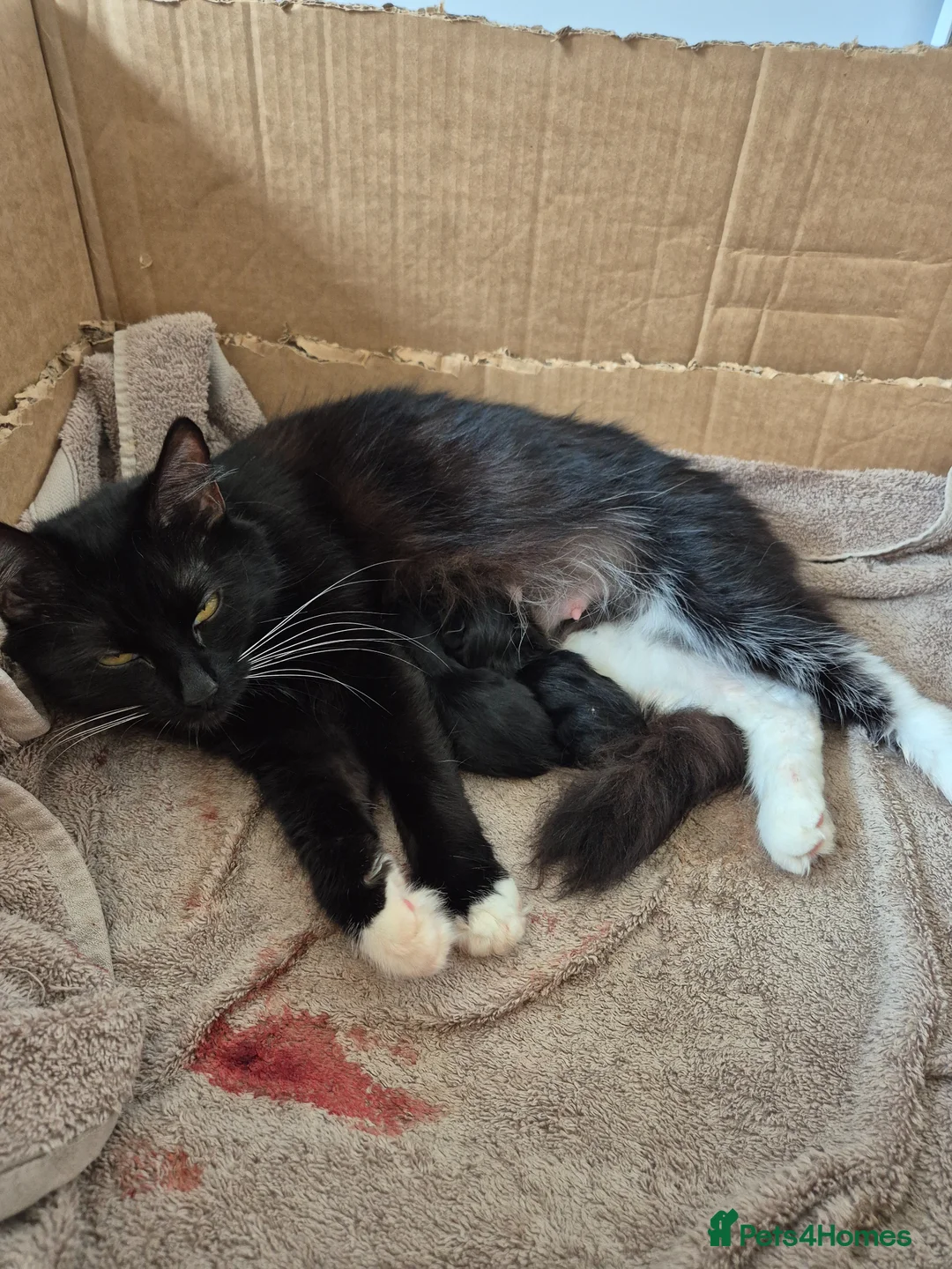 Mixed Breed cats for sale: Kittens - Advert 1