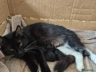 Mixed Breed cats Kittens - Advert 1