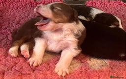 Border Collie dogs for sale: Red white border collies  - Image 6
