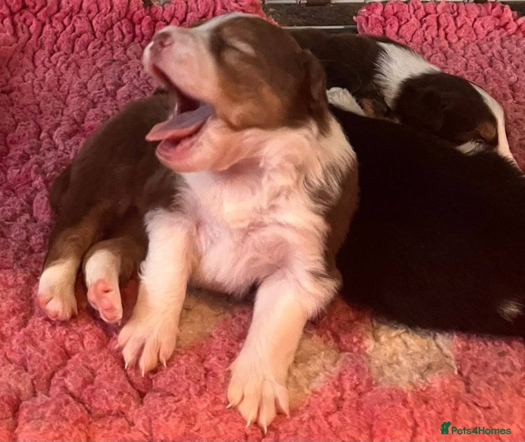 Border Collie dogs for sale: Red white border collies  - Image 6