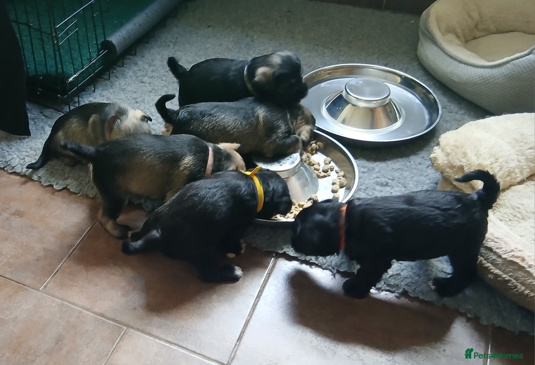 Miniature Schnauzer dogs for sale: Beautiful miniature shnauzers  - Image 11
