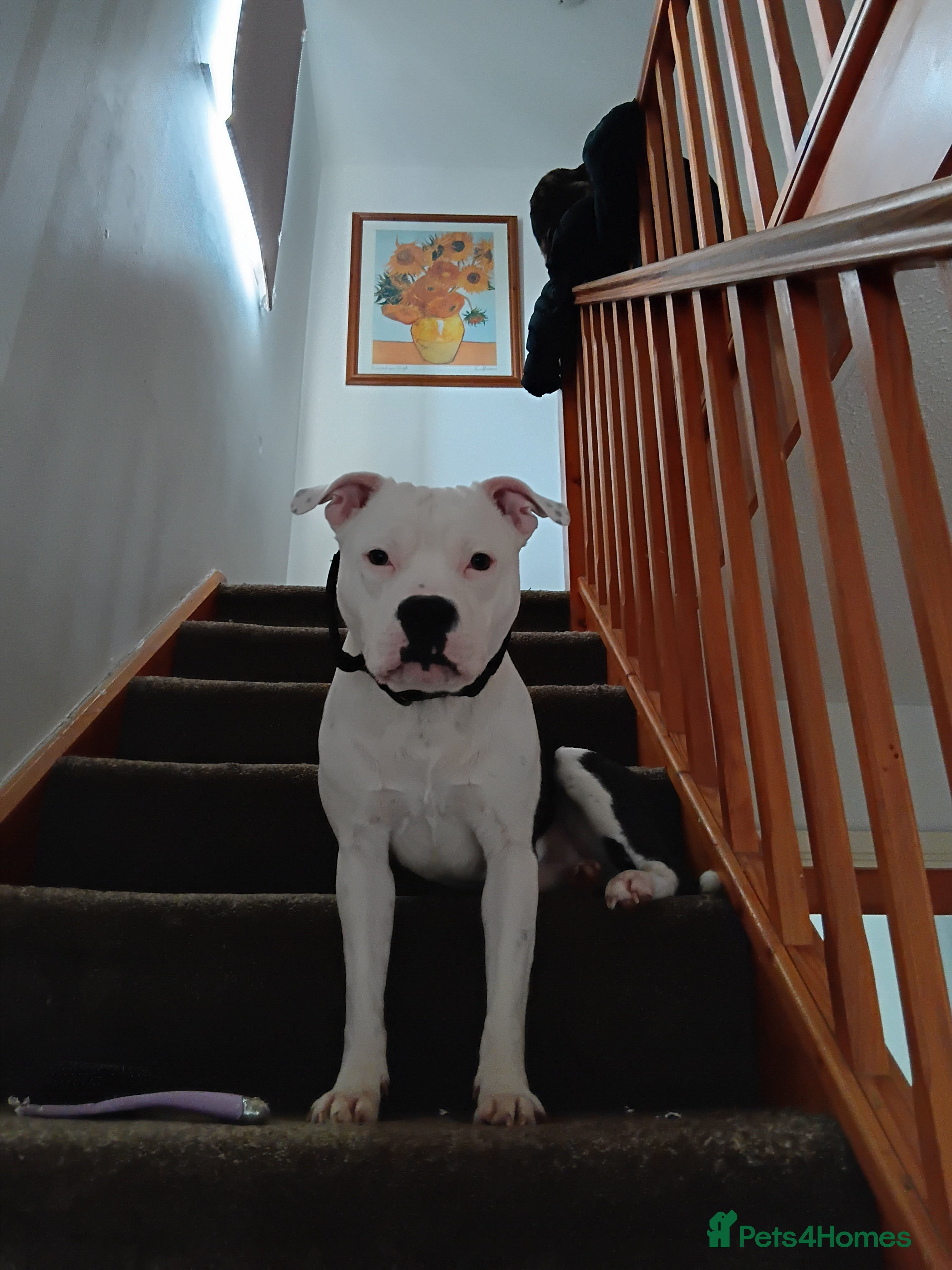 Staffordshire Bull Terrier dogs Staffordshire bull terrier  - Advert 8