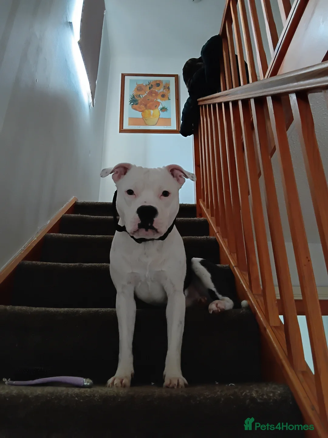 Staffordshire Bull Terrier dogs for stud: Staffordshire bull terrier  - Advert 1