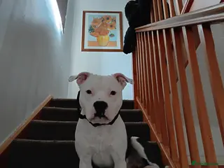 Staffordshire Bull Terrier dogs Staffordshire bull terrier - Advert 8