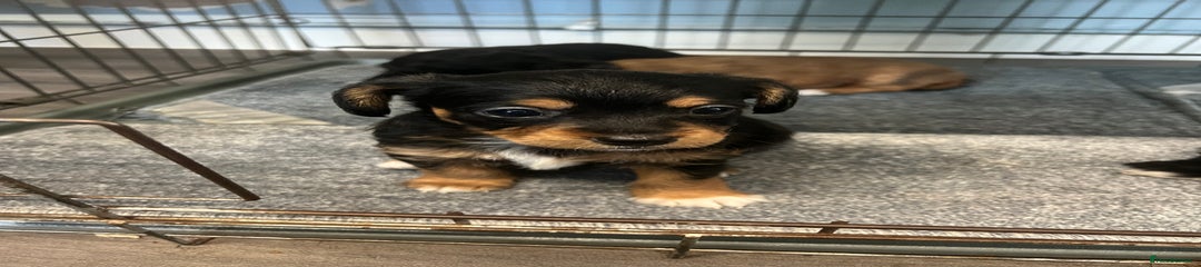 Jackapoo Puppy 4