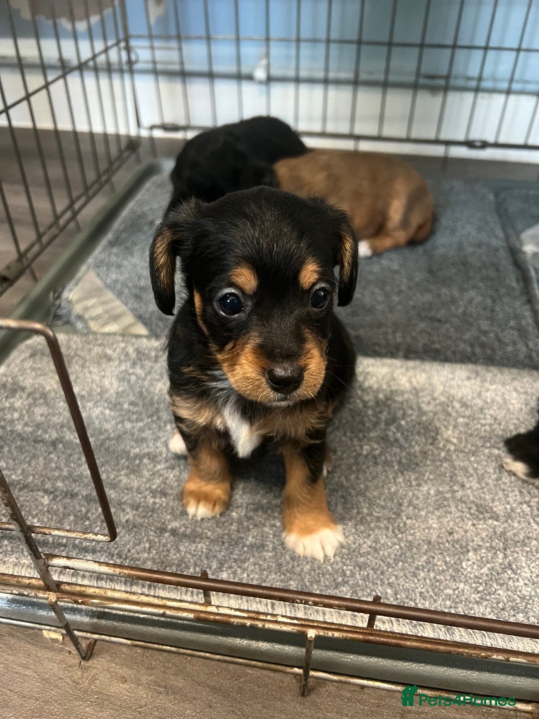 Jackapoo dogs for sale: Adorable Jackapoo puppies for sale !!!! - Image 5