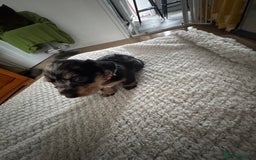 Dachshund dogs for sale: 8 dachshund puppies  - Image 23