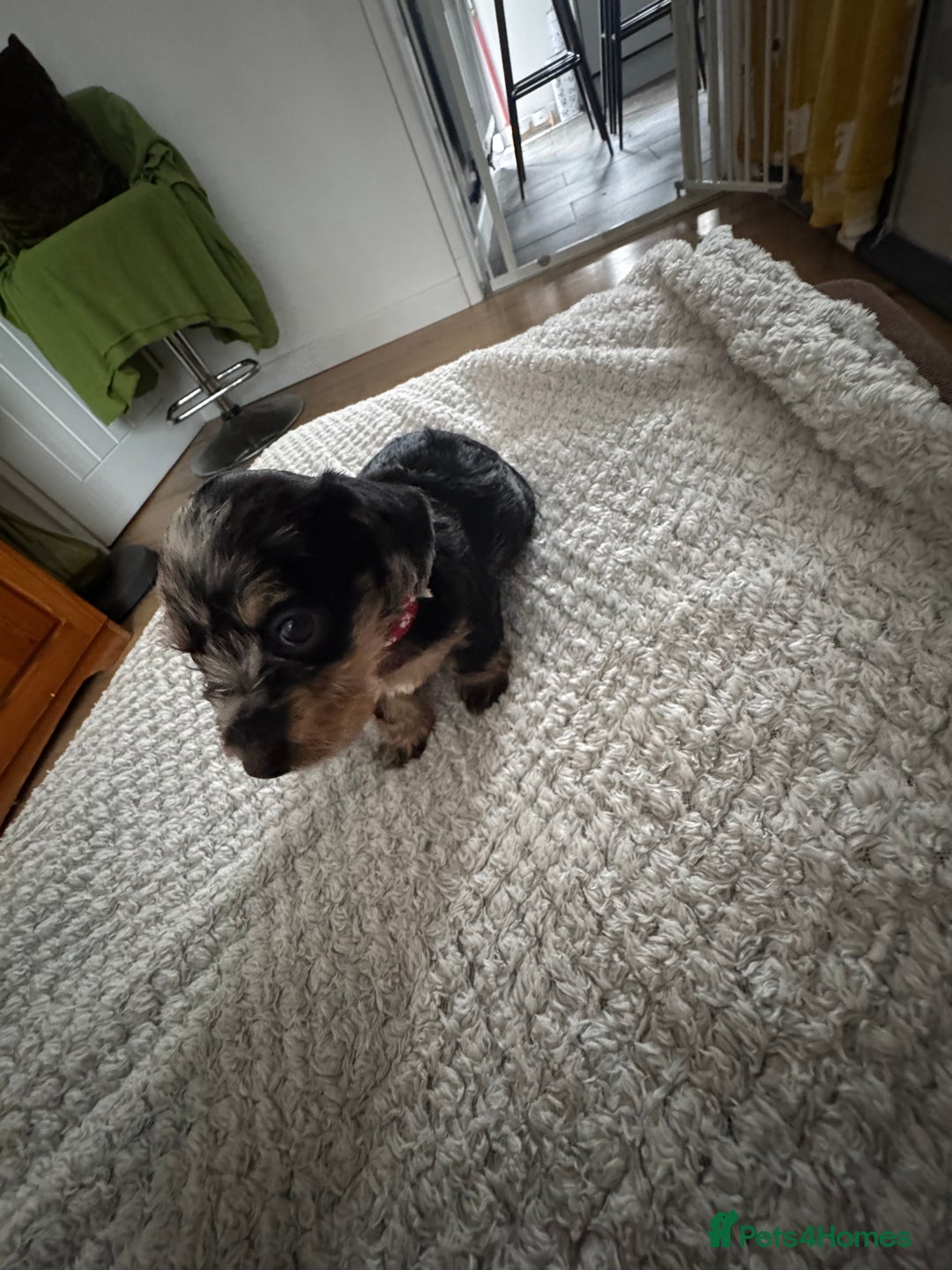 Dachshund dogs for sale: 8 dachshund puppies  - Image 23