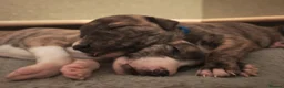 Lurcher dogs for sale: Stunning lurcher puppies - Advert 13