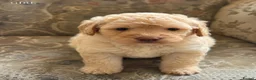 Mini Goldendoodle dogs for sale: F1B Mini Goldendoodles  in Wigan - Advert 7