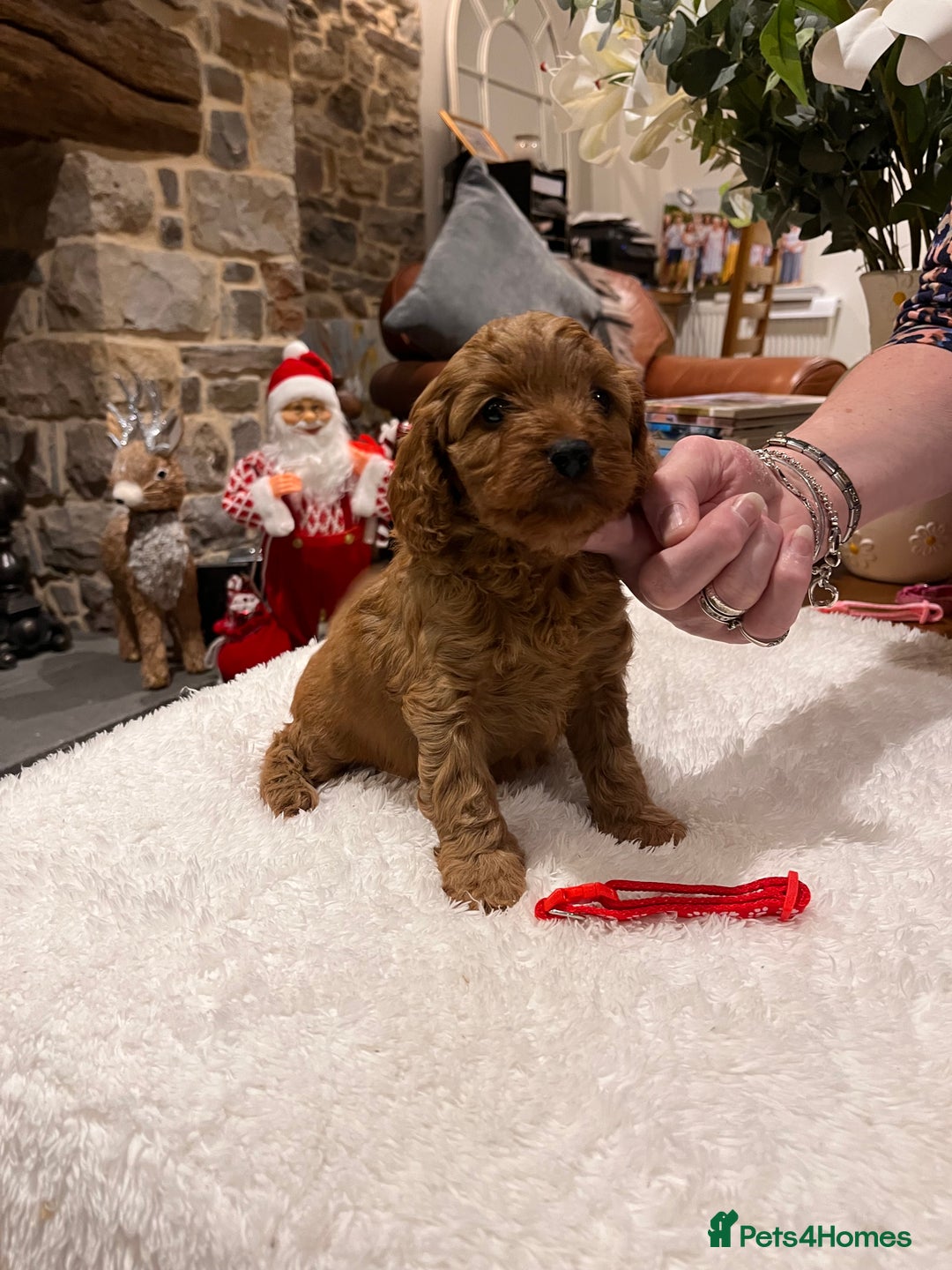 Cavapoo dogs for sale: Gorgeous litter of F1 Cavapoo puppies  - Advert 6