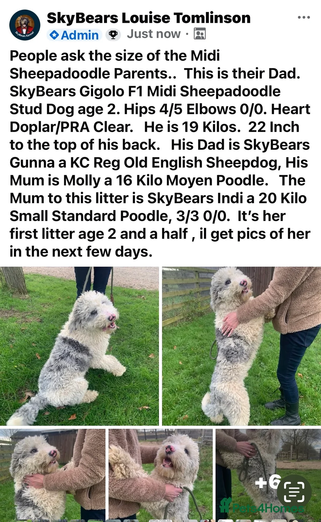 Sheepadoodle dogs for sale: Midi Size Sheepadoodles 20 kilos  - Advert 2