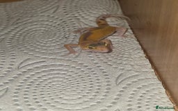 Leopard Gecko reptiles for sale: Baby leapard gecko  - Image 2