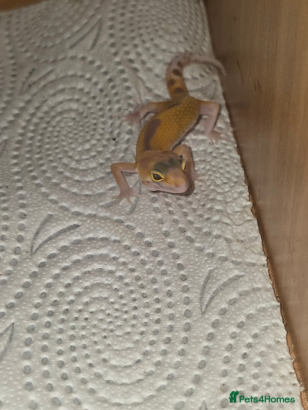 Leopard Gecko reptiles for sale: Baby leapard gecko  - Image 2