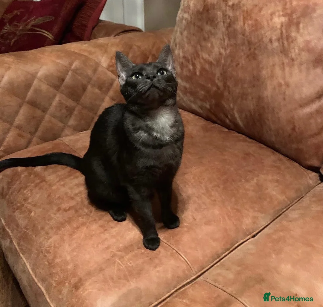 Bengal cats for sale: Bengals for sale  in Wigan - Advert 2