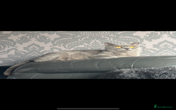 British Shorthair cats for sale: Blue British shorthair  - Image 12