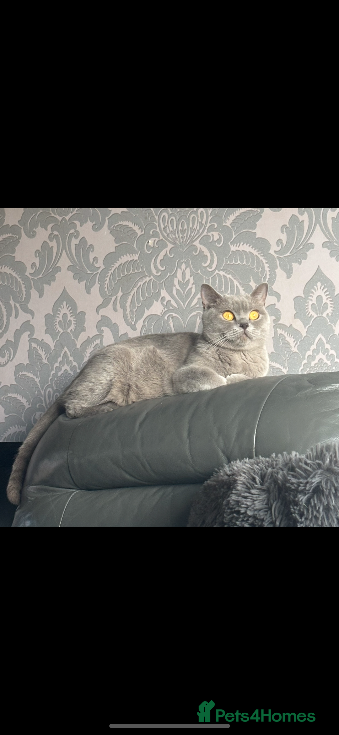British Shorthair cats for sale: Blue British shorthair  - Image 12