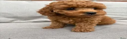 Cockapoo dogs for sale: Last girl available, ready for her forever home! - Advert 23