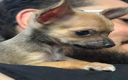 Chihuahua dogs for sale: 4 Gorgeous Chihuahua puppies  - Image 10