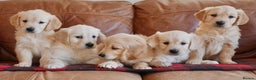 Golden Retriever dogs for sale: Stunning Health Tested Golden Retriever Puppies - Advert 2