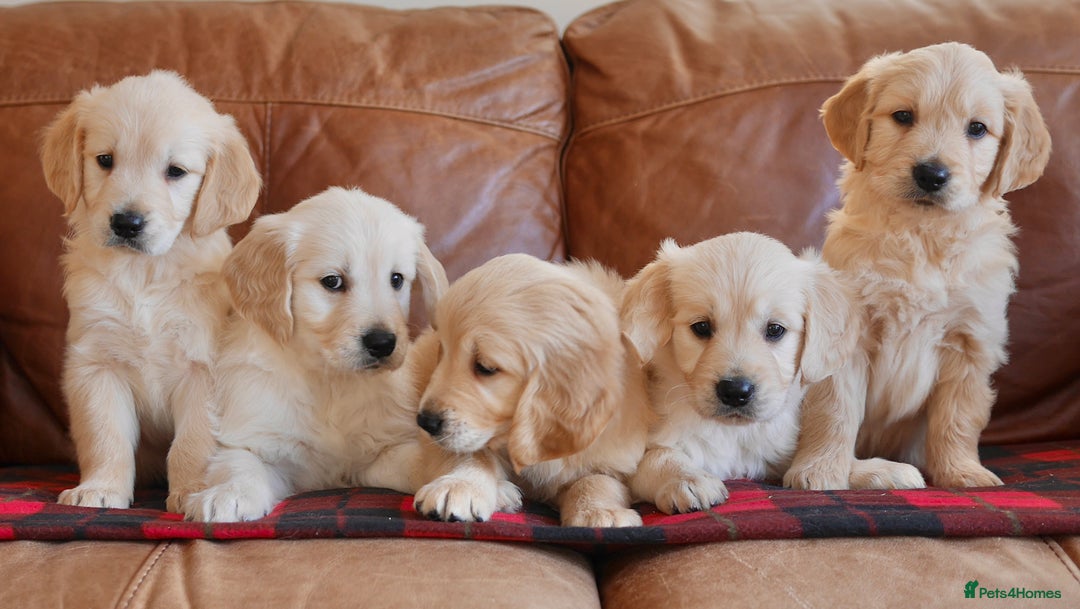 Golden Retriever dogs for sale: Stunning Health Tested Golden Retriever Puppies - Advert 2