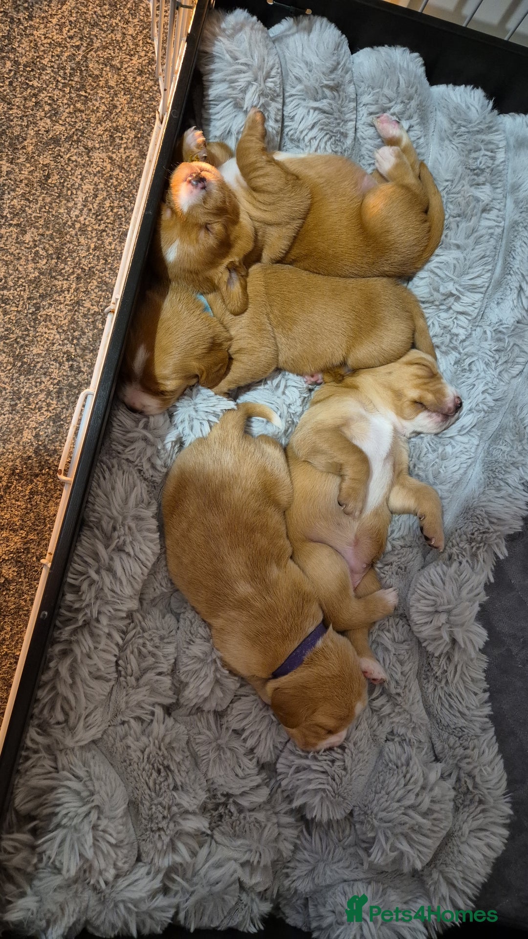Springador dogs for sale: 3 springador puppies for sale  - Advert 4
