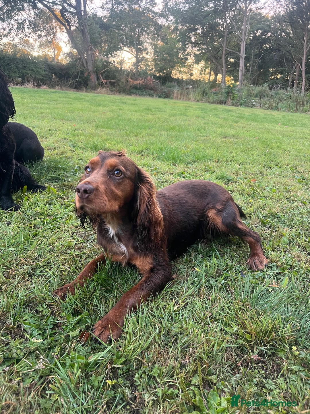 Cocker Spaniel dogs for stud: Working tri coloured cocker spaniel.  - Advert 4