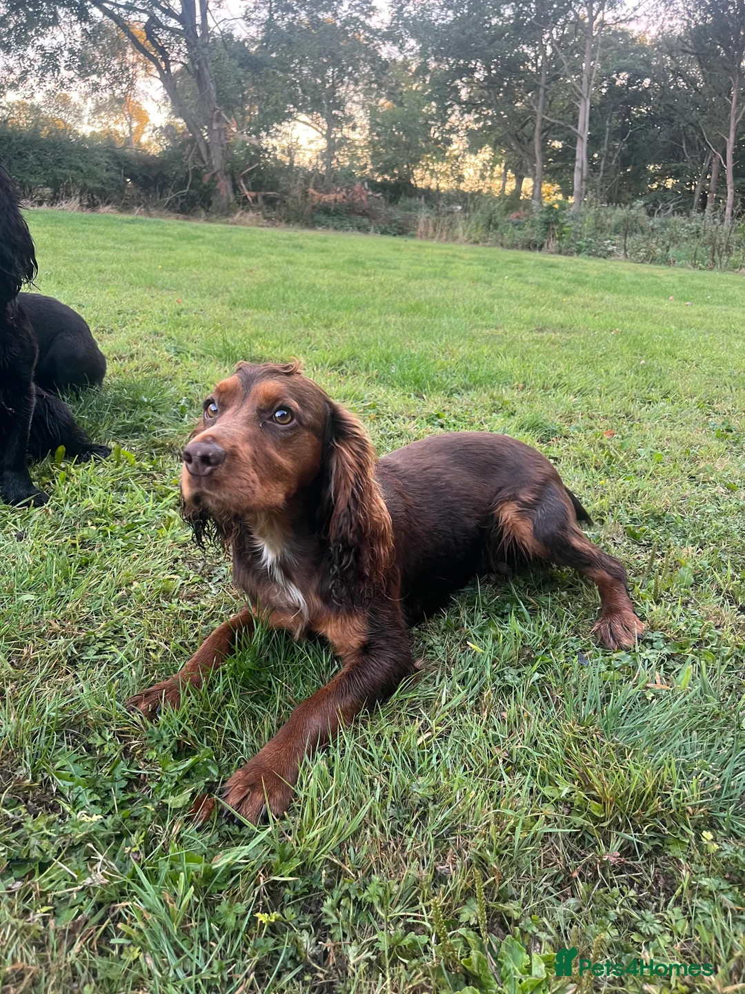 Cocker Spaniel dogs for stud: Working tri coloured cocker spaniel.  - Advert 4