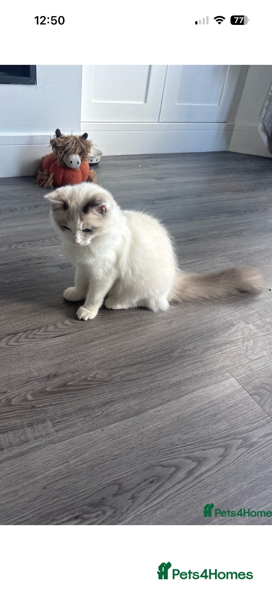 Ragdoll cats REDUCED !!Stunning Pedigree Bi coloured Ragdolls  - Advert 15